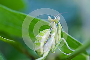 Praying mantis (Mantis religiosa) on green leaf