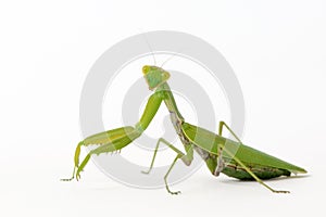 Praying mantis Mantis religiosa isolated on white photo