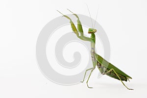 Praying mantis Mantis religiosa isolated on white photo