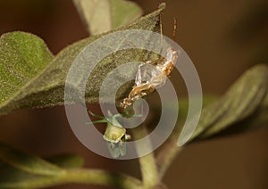 Praying mantis, Mantis Religiosa, with its molt