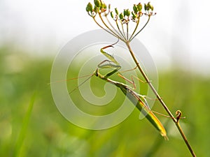 Praying mantis Mantis religiosa on plant