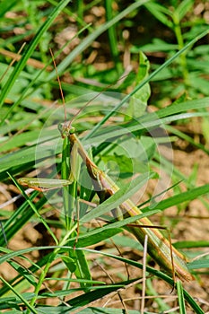 Praying mantis masked in the grass photo