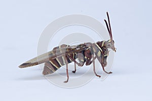 Praying Mantis mimicking wasp