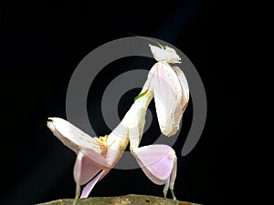 Orchid mantis