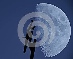 Praying mantis with the moon, a mantis in front of the crescent gibbous moon