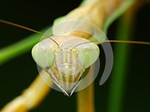 Praying Mantis in the nature