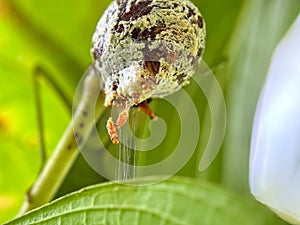 Praying mantis ootheca