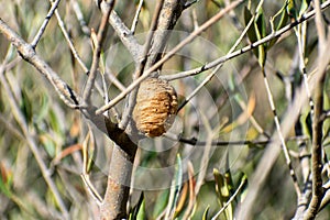 Praying mantis ootheca on an olive tree