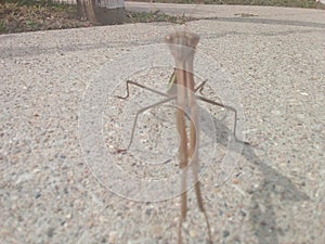 Praying mantis pal on sidewalk