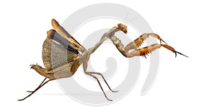 Praying mantis - Parasphendale sp Giant -