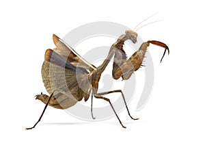 Praying mantis - Parasphendale sp Giant -