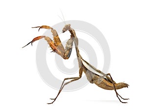 Praying mantis - Parasphendale sp Giant -