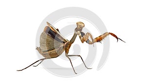 Praying mantis - Parasphendale sp Giant -