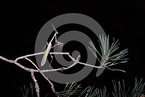 Praying mantis perched on a branch