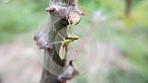 Praying mantis perched on a cassava branch