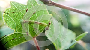 The praying mantis is perching on the grape leaves