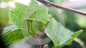 The praying mantis is perching on the grape leaves