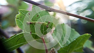 The praying mantis is perching on the grape leaves