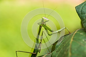 Praying mantis in the peruvian Amazon jungle at Madre de Dios Pe