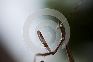 Praying Mantis on a plant