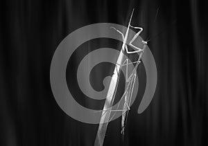 Praying mantis on a plant