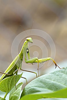 Praying mantis on a plant in Idaho