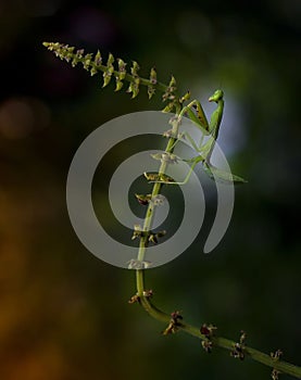 Praying mantis on plant