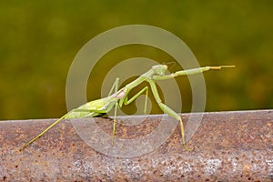 Praying Mantis Pointing