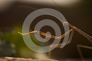 A praying mantis pointing its leg forward