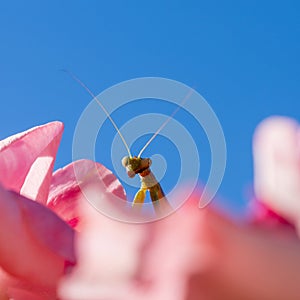 Praying mantis poking its head out from behind a pink rose