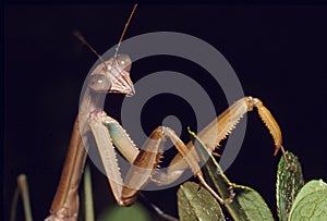 Praying Mantis Portrait