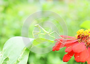 Praying mantis portrait on flower plant backgrounds