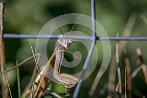 Praying mantis posing
