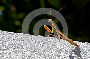 Praying mantis posing photo