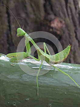 Praying Mantis - posing for photo