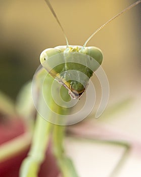 Praying mantis