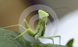 Praying mantis