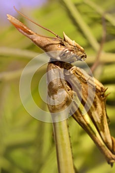 Praying Mantis Praying