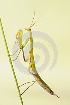 Praying mantis