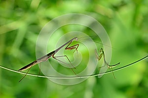 Praying Mantis