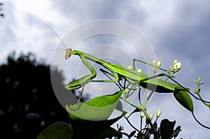 Praying mantis