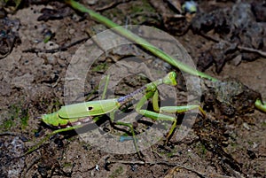 Praying Mantis, predatory insect