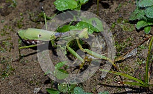 Praying Mantis, predatory insect