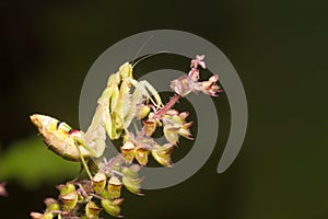 The praying mantis a predatory insect, fearsome with its raptorial fore legs and a proficient hunter / Mantis / Eating their photo