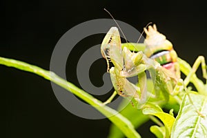 The praying mantis a predatory insect, fearsome with its raptorial fore legs and a proficient hunter / Mantis / Eating their