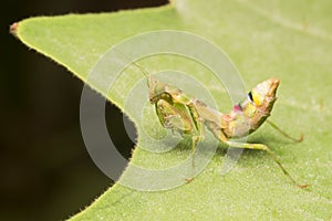 The praying mantis a predatory insect, fearsome with its raptorial fore legs and a proficient hunter / Mantis / Eating their