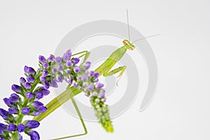 Praying Mantis on Purple Flowers White Background