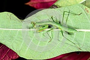 Praying mantis, ranomafana