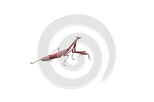 Praying Mantis Religious Mantis,  on white background, is a cute animal and a herbivorous herbivore