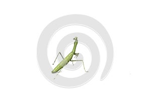 Praying Mantis Religious Mantis,  on white background, is a cute animal and a herbivorous herbivore